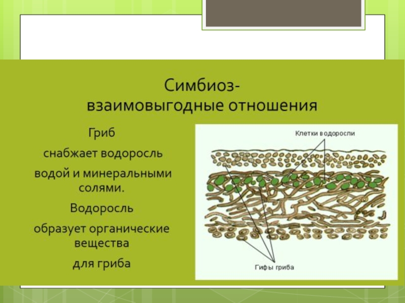 Гдз учебник по биологии 5-6 класс пасечник линия жизни