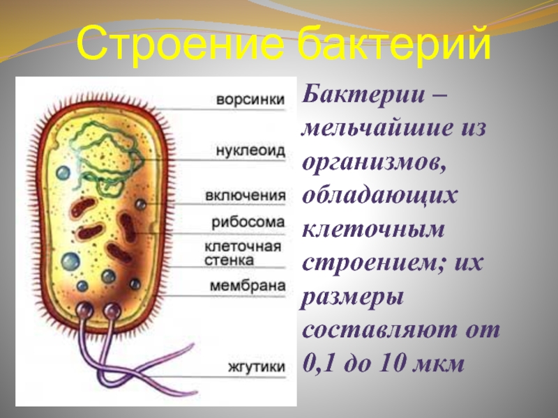 Гдз по биологии 5 класс пасечник в. в.