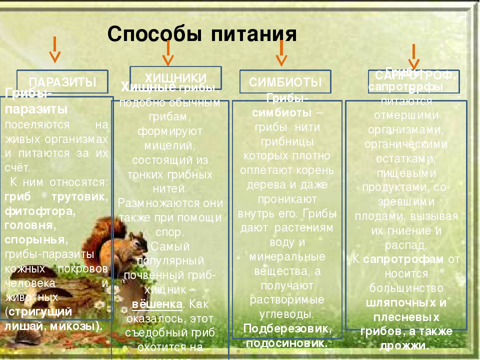 Плоды, 6 класс