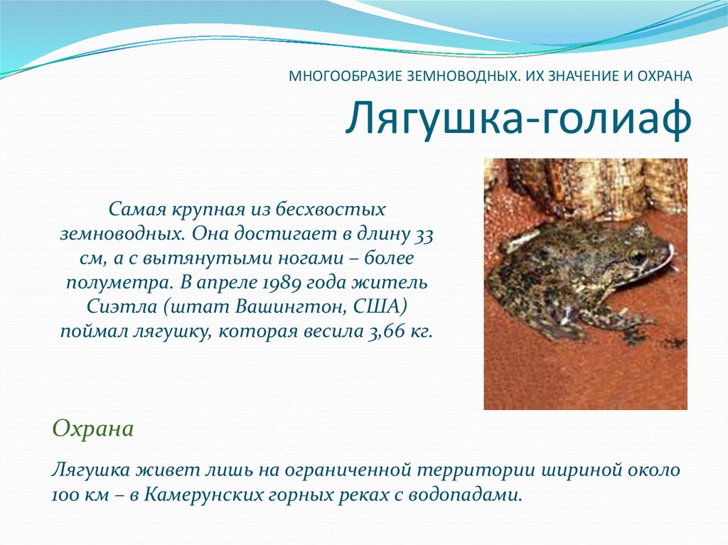 Сочинение если исчезнут лягушки, как повлияет это на комаров