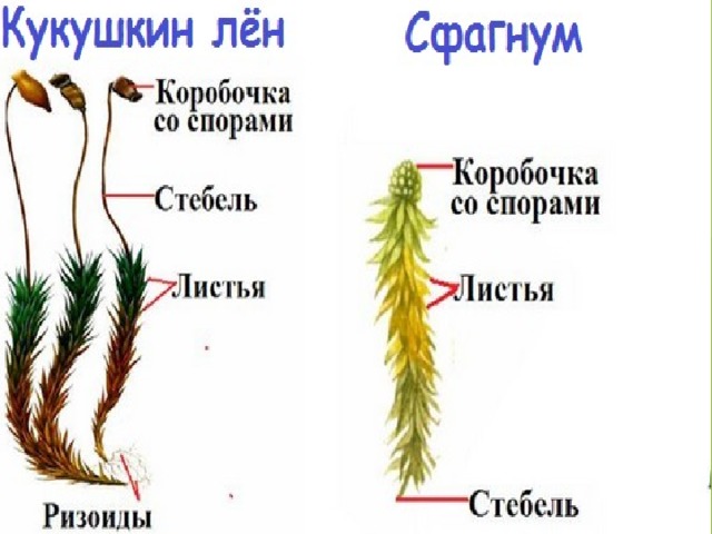 Гдз биология 5-6 класс пасечник, суматохин, калинова, гапонюк - учебник