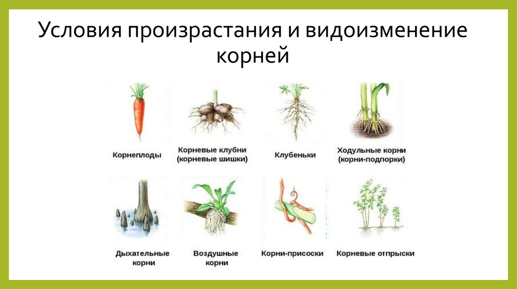 Биология 5-6 пасечник учебник §40 | частная школа. 6 класс