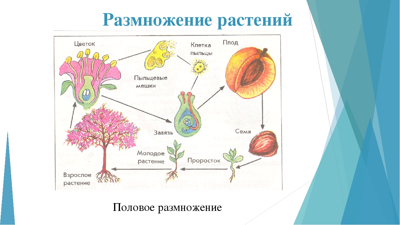 Гдз биология 5-6 класс пасечник, суматохин, калинова, гапонюк - учебник