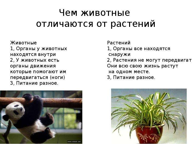 Гдз решебник по биологии 5 класс воронина, плешаков тесты экзамен