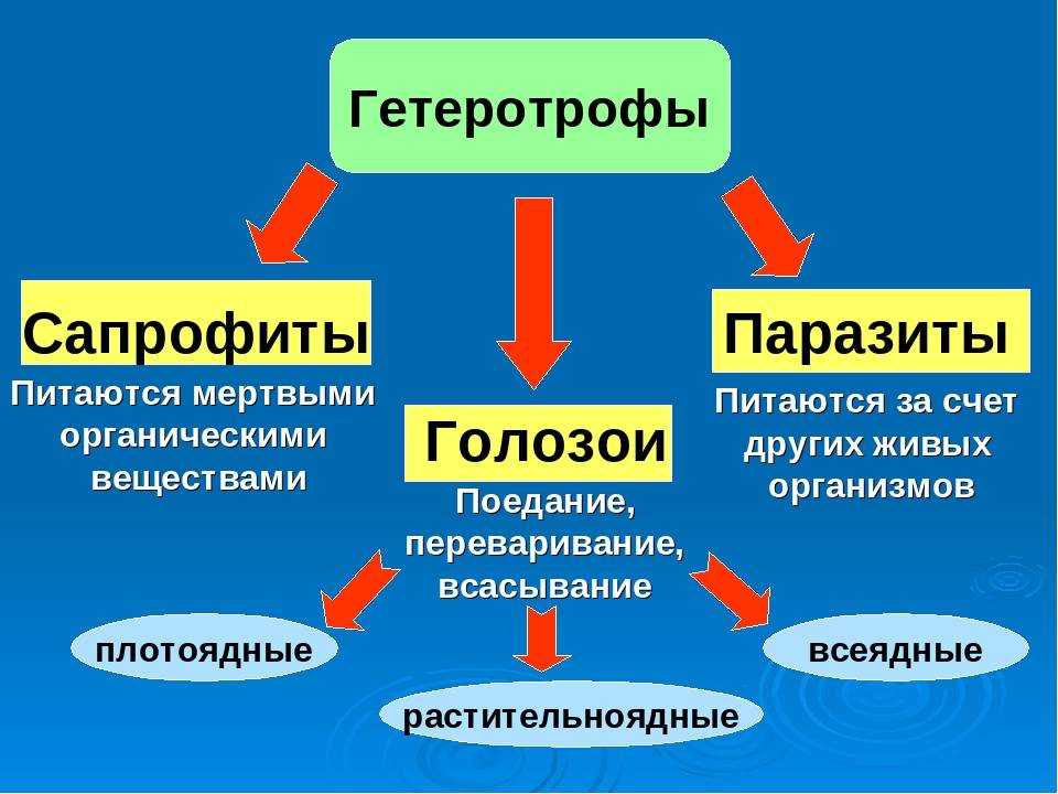Гдз по биологии 5 класс пасечник, суматохин, учебник просвещение 2023