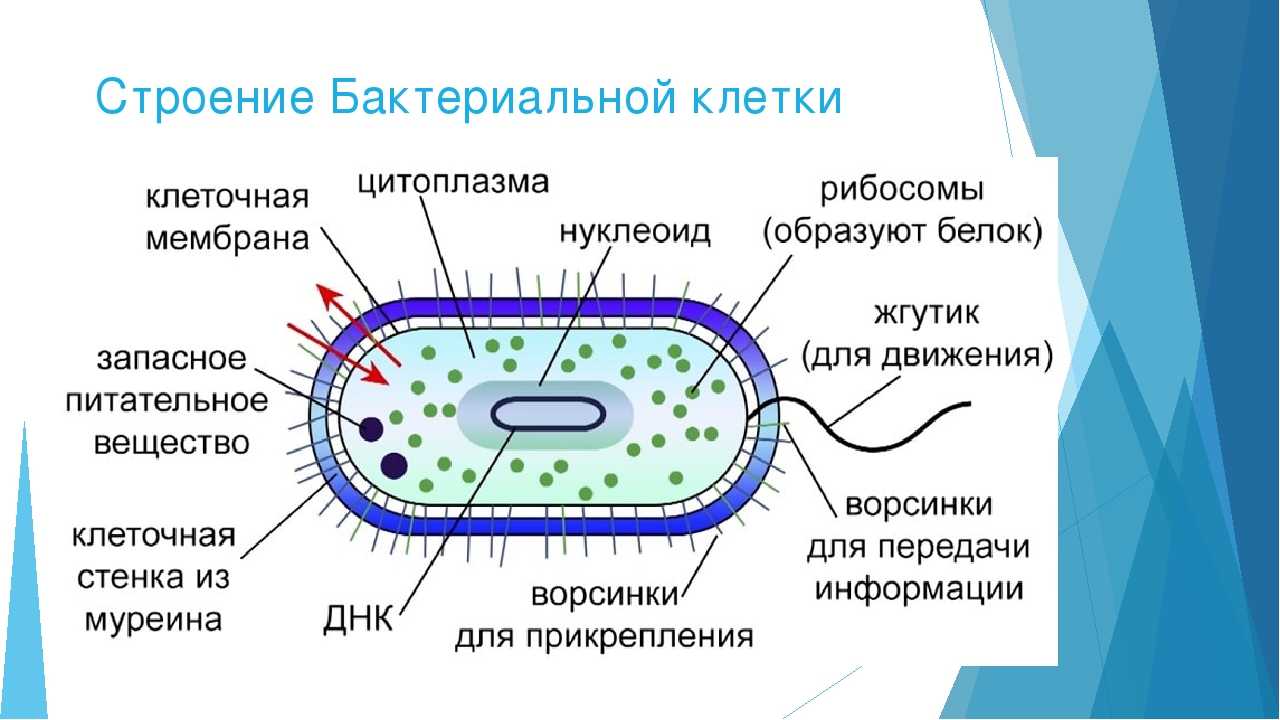 Гдз по биологии за 5‐6 класс  пасечник, суматохин