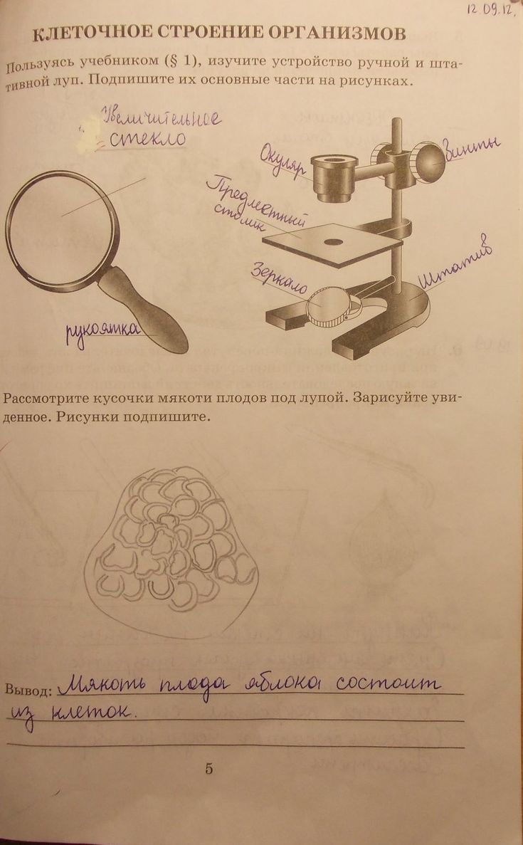 Гдз решебник по биологии 5 класс пасечник рабочая тетрадь просвещение