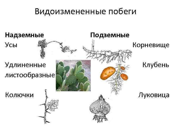 Гдз ответы по биологии учебник 5-6 класс пасечник