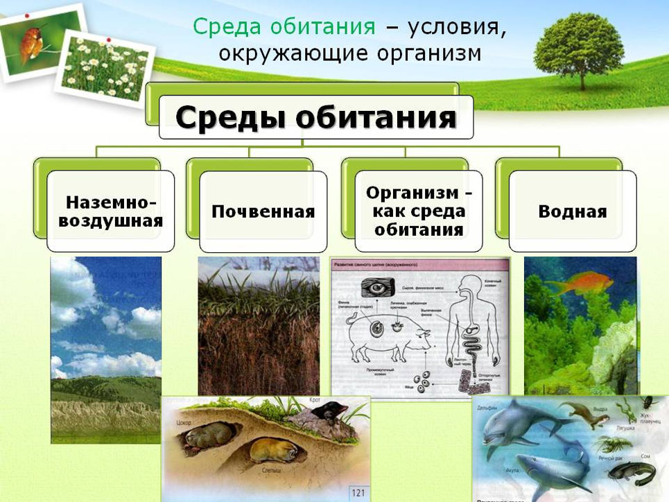 § 4. среды обитания организмов