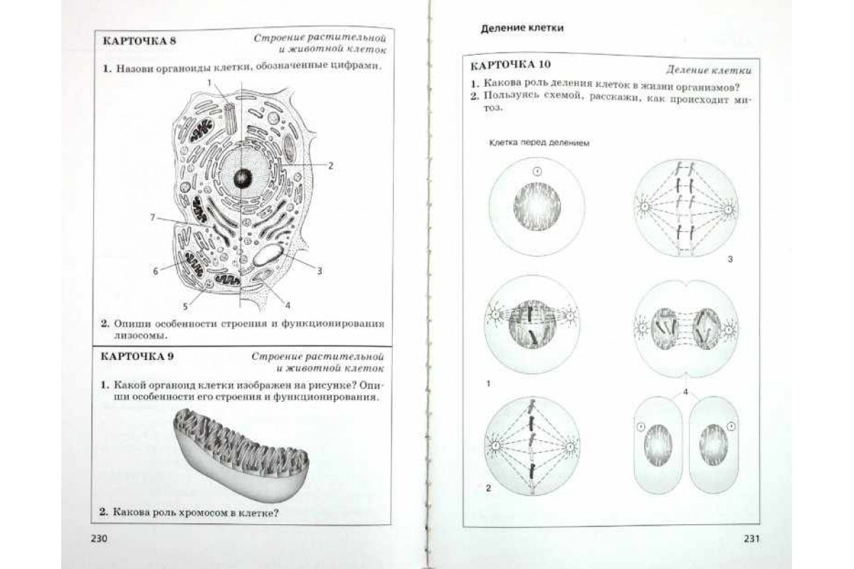 Клеточная стенка