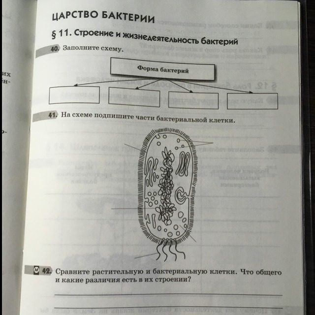 § 11 . строение и жизнедеятельность бактерий
