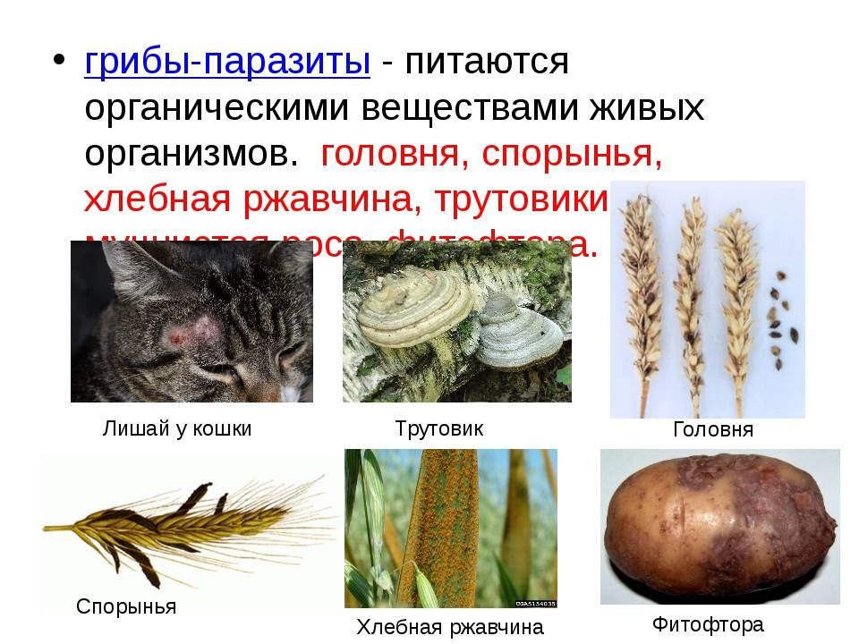 Грибы-паразиты (тест, ответы) — 5 класс