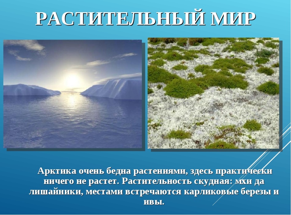 Зона арктических пустынь стр. 76 – 83