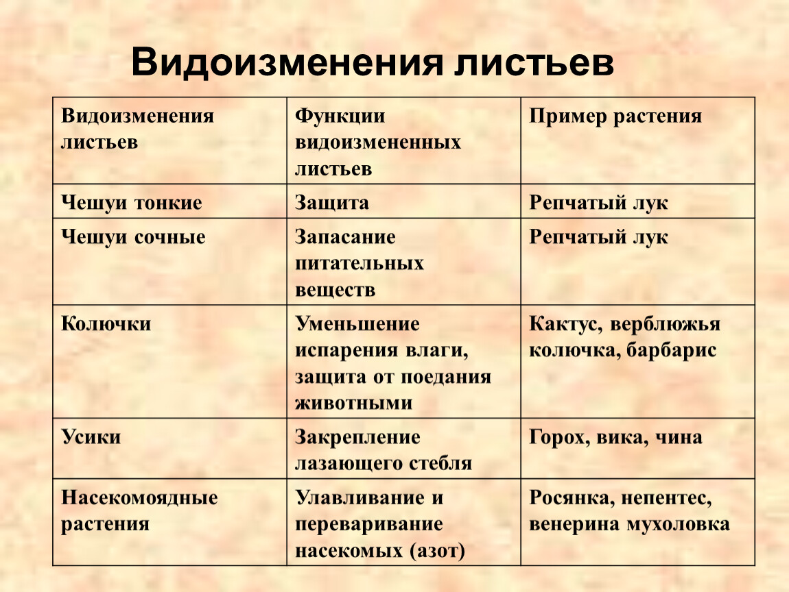 ГДЗ Биология 5 6 класс Линия Жизни Пасечник параграф 45 Вспомните Номер 2 Какие видоизменения листьев вам известны Какова их функция