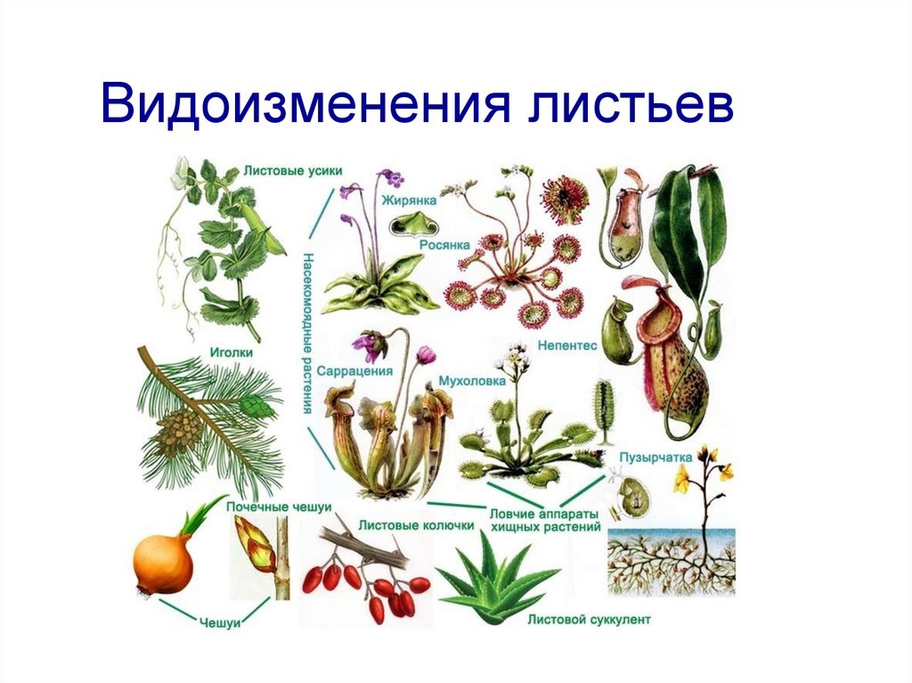 Гдз по биологии 5 класс учебник пасечник, суматохин, гапонюк