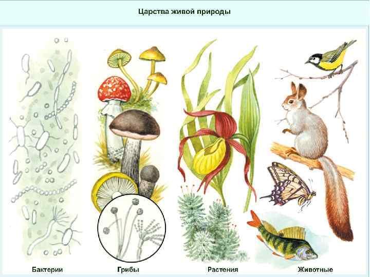 Гдз решебник по биологии 5-6 класс пасечник, суматохин, калинова, гапонюк учебник просвещение