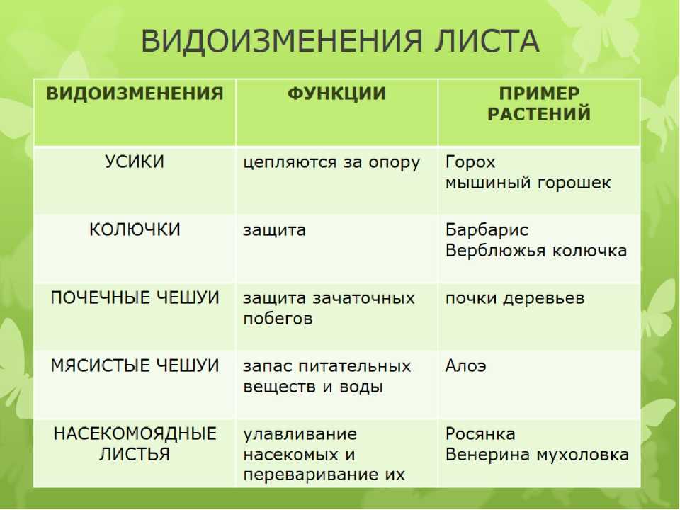 Видоизменение листьев растения как боковых органов побега в таблице (биология, 6 класс)