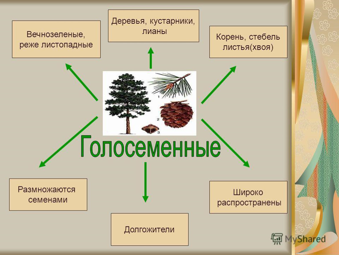 Гдз по биологии 5 класс: пасечник в. в.