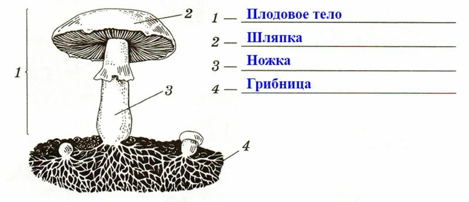 Гдз биология 5 класс пасечник  - рабочая тетрадь к учебнику пасечника