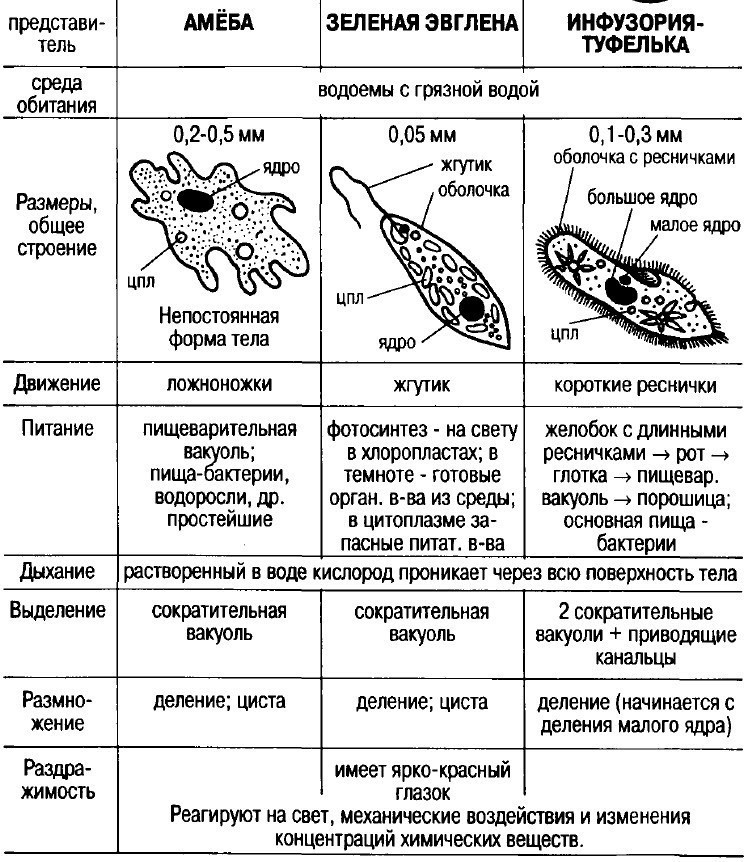 Впр по биологии для 5 класса на 2024 год