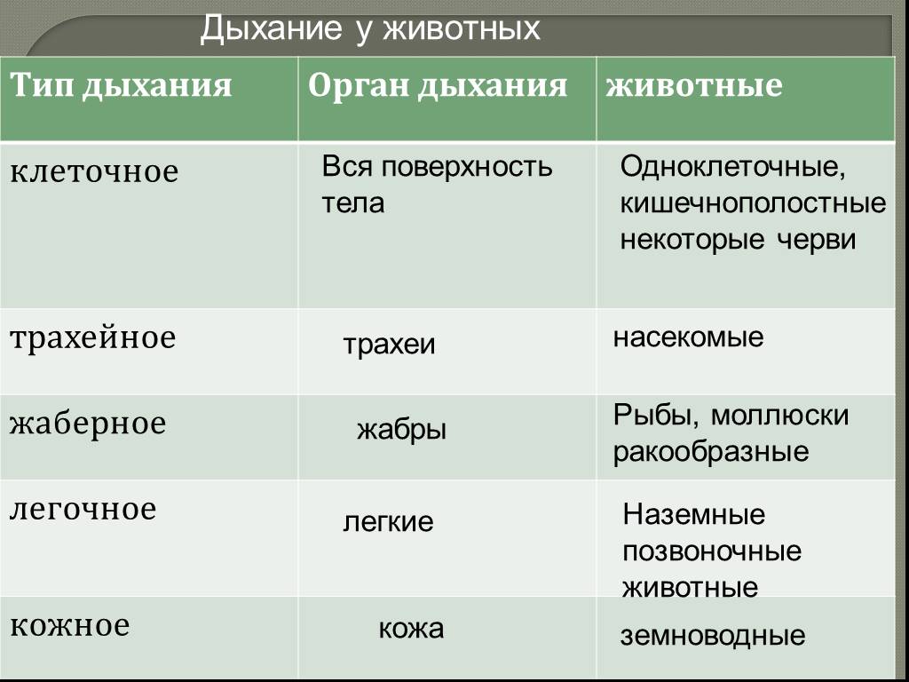 Гдз по биологии за 5‐6 класс  пасечник, суматохин