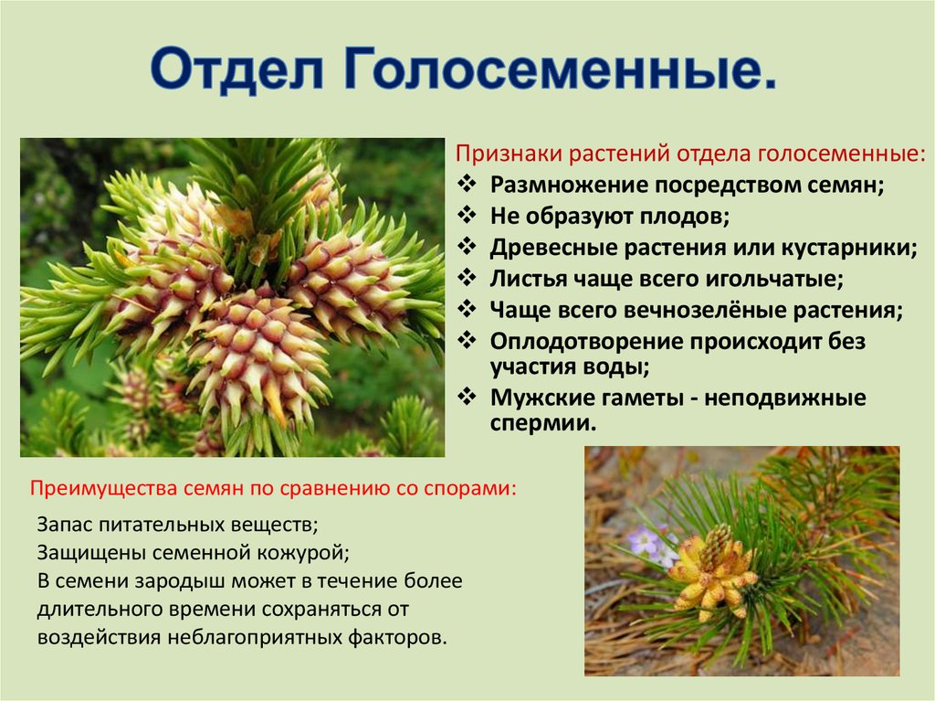 Голосеменные растения