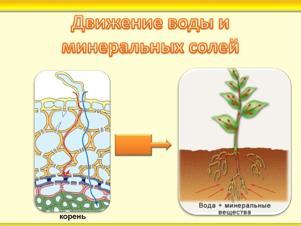 Как вода и минеральные соли попадают в листья цветки и плоды