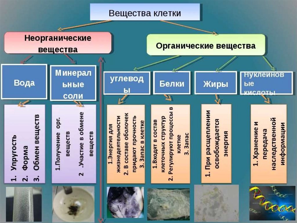 Гдз решебник по биологии 5 класс пасечник рабочая тетрадь дрофа