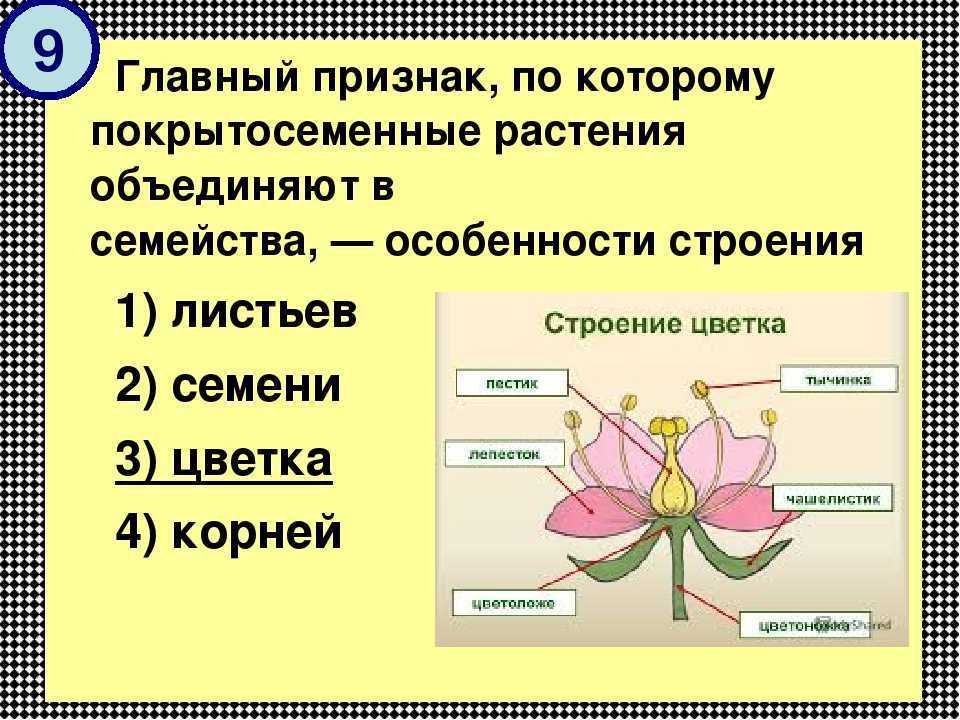 Покрытосеменные (цветковые) растения