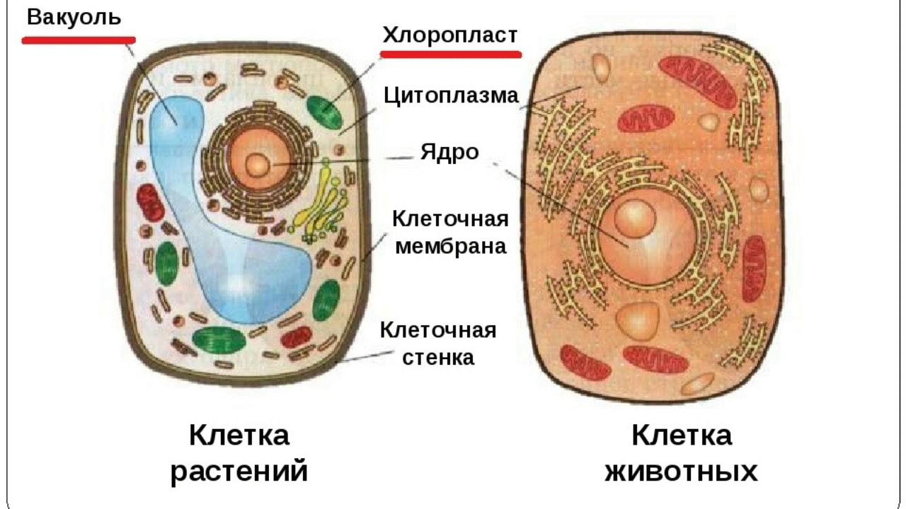 Гдз для рабочей тетради по биологии за 5 класс, обложка с ракушкой. пасечник