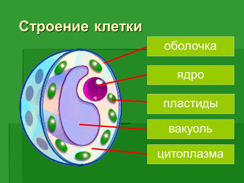 Гдз по биологии 5 класс рабочая тетрадь  пасечник