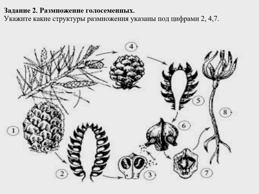 Гдз по биологии 6 класс учебник пасечник, суматохин, гапонюк