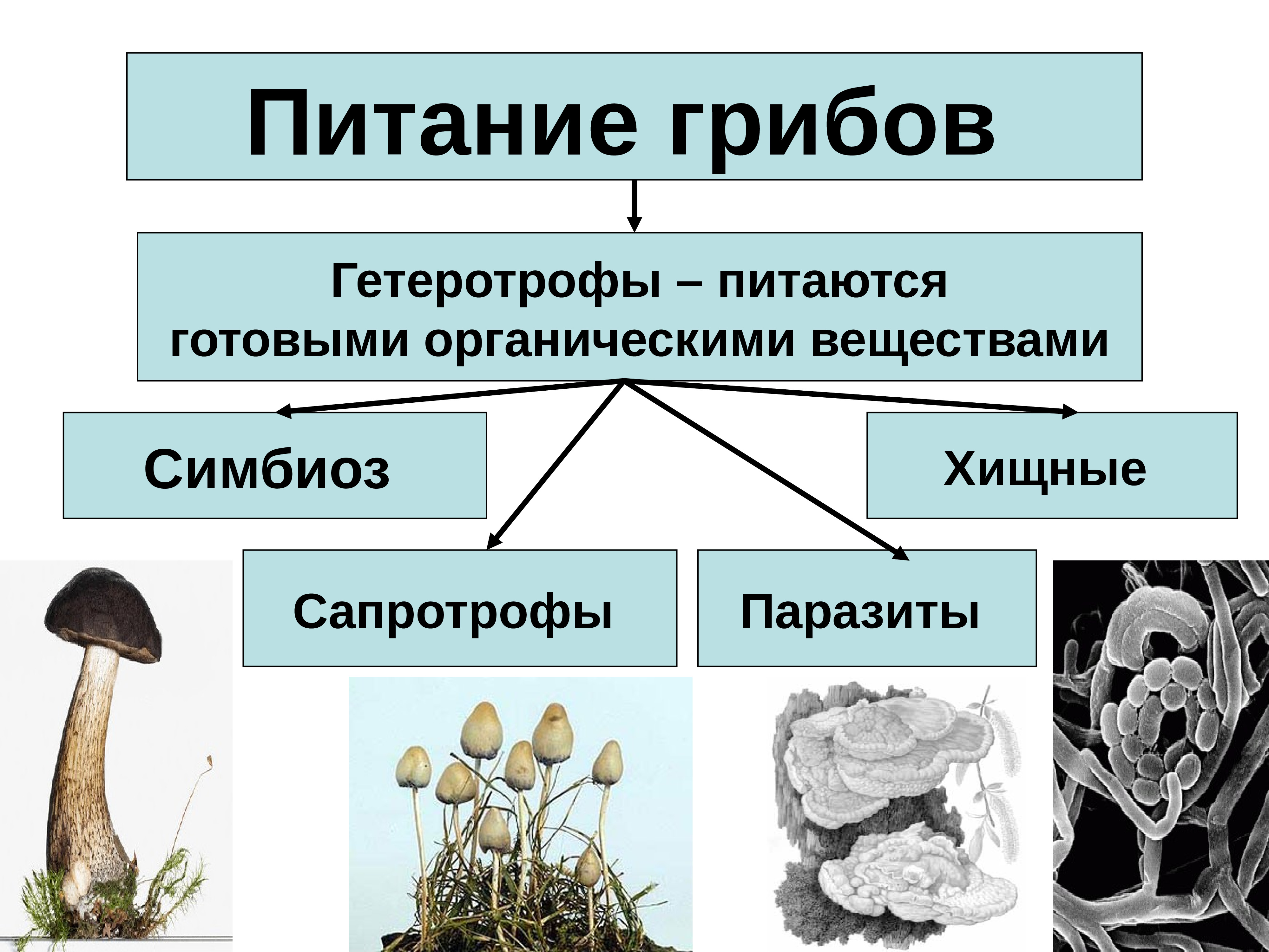 Ответы по биологии 5, 6 класс учебник пасечник, суматохин, калинова, гапонюк линия жизни   просвещение