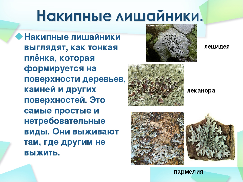 Гдз учебник по биологии 5-6 класс пасечник линия жизни