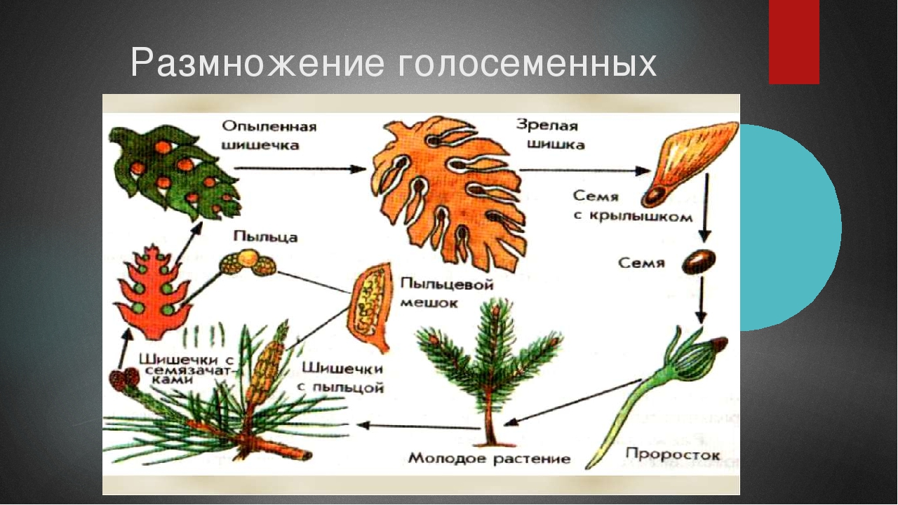 Биология 6. отдел голосеменные - контроль знаний