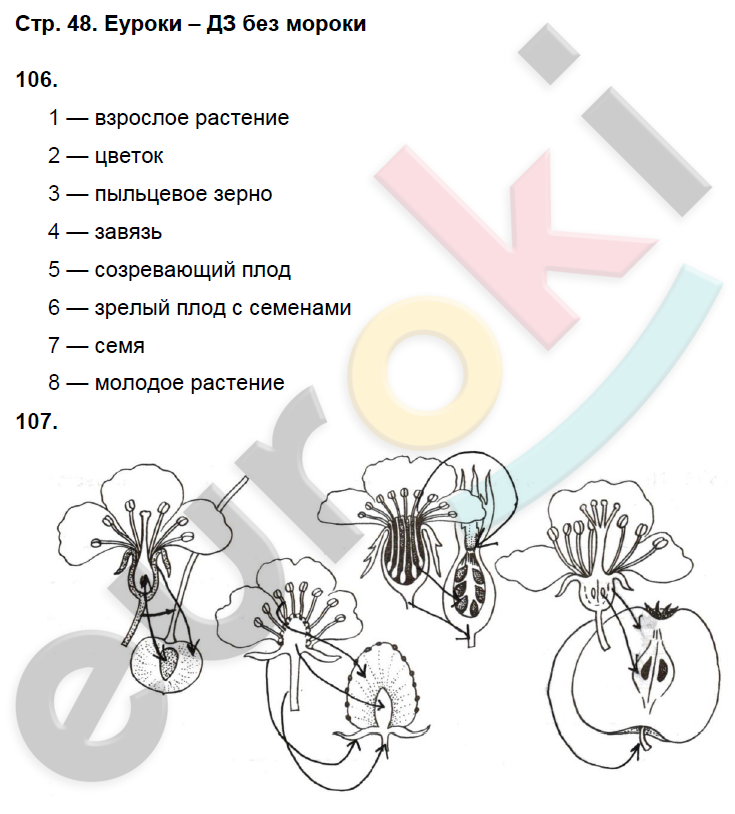 Решения по биологии 6 класс пасечник (страницы с 40 по 54) размножение, рост и развитие организмов. урок 18. рост и развитие - свойства живых организмов. индивидуальное развитие (§35). страницы 45-50