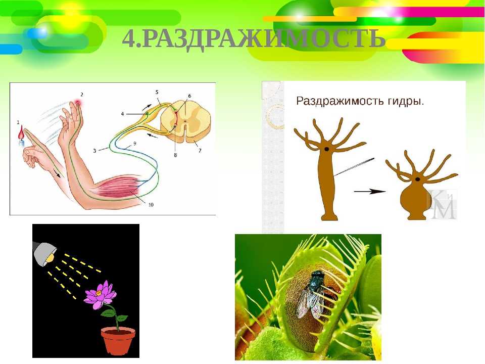 Гдз по биологии 5 класс: пасечник в. в.