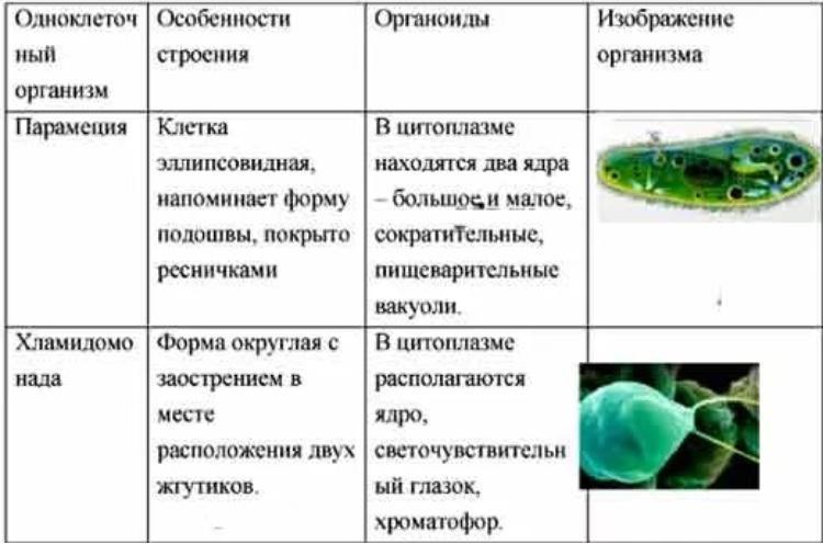 Готовые ответы - биология 7 класс рабочая тетрадь пасечник в.в. - §35. одноклеточные животные, или простейшие тетрадь 2016 1