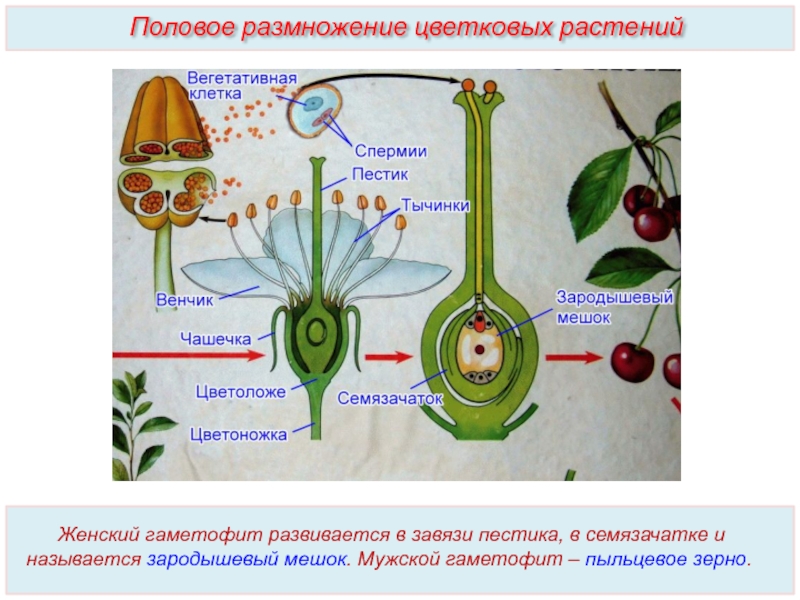 Гдз: биология 5-6 класс пасечник, суматохин, калинова, гапонюк - учебник