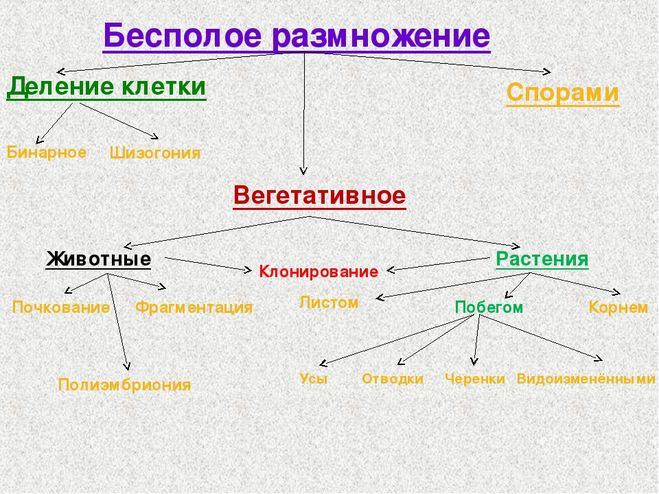 Биология пасечник учебник §13 | частная школа. 8 класс