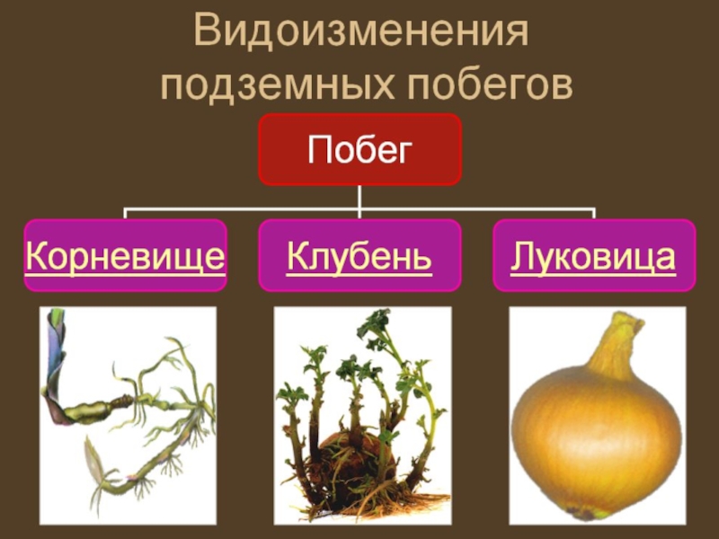 Гдз биология 5-6 класс пасечник, суматохин, калинова, гапонюк - учебник