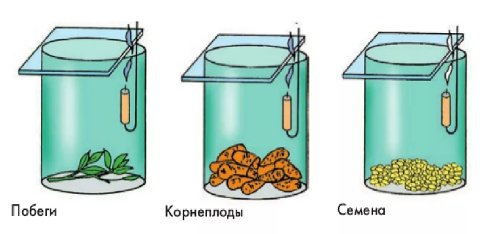 Гдз решебник учебник биология 6 класс пасечник