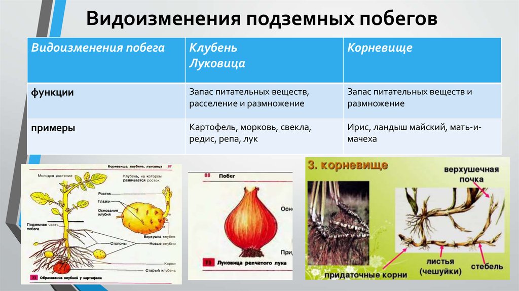 Гдз рф - готовые ответы по биологии для 5‐6 класса  пасечник в. в., суматохин с.в. линия жизни  просвещение