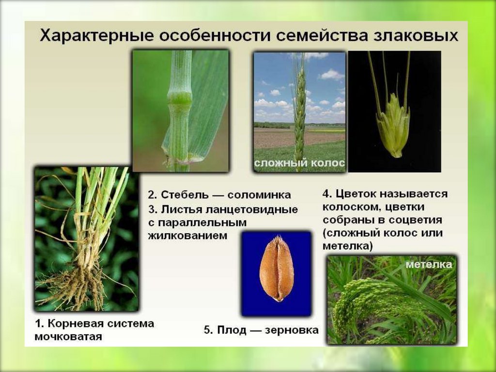 Класс однодольные, семейство злаки 6 класс онлайн-подготовка на ростелеком лицей | тренажеры и разбор заданий