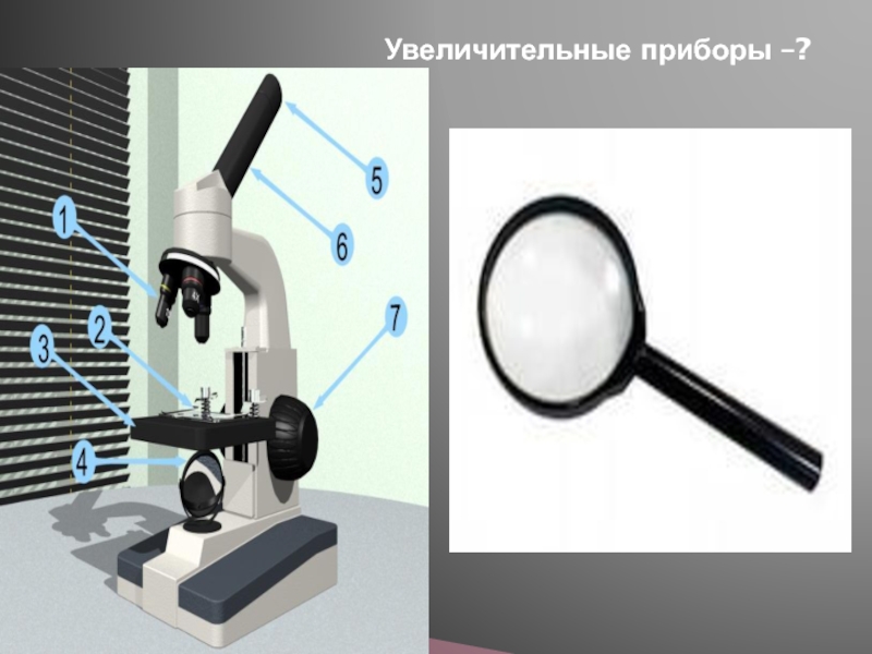 Биология пасечник учебник §2 | частная школа. 6 класс