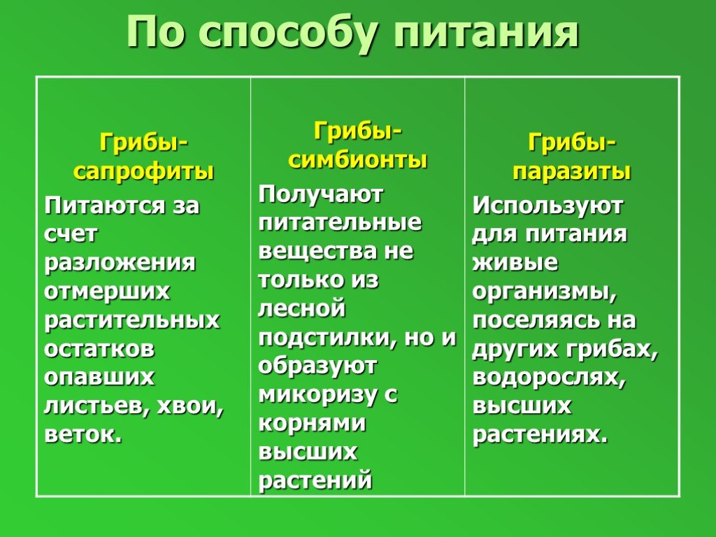 Какие группы грибов выделяют по способу питания 5 класс биология ответы кратко