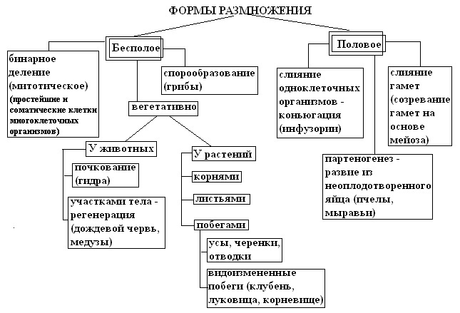 Гдз: биология 5-6 класс пасечник, суматохин, калинова, гапонюк - учебник