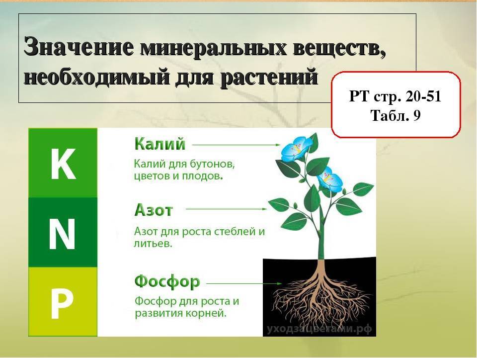 ГДЗ Биология 5 6 класс Линия Жизни Пасечник параграф 32 Вопросы Номер 4 Как усилить доступ воздуха к корням