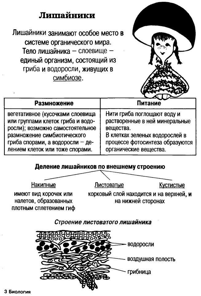 Лишайники