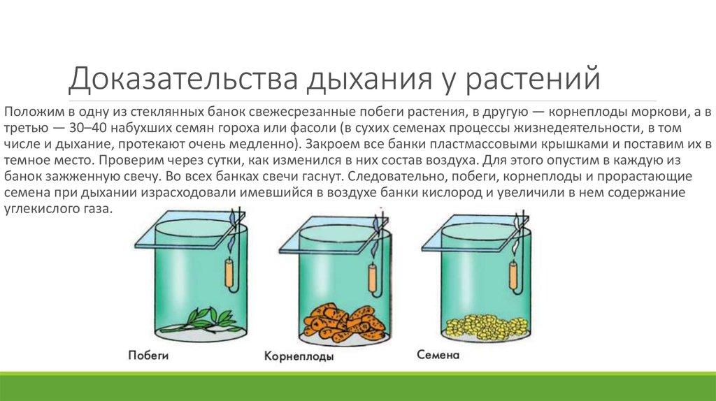 ГДЗ Биология 5 6 класс Линия Жизни Пасечник параграф 32 Подумайте Номер 1 Почему на свету у растений трудно обнаружить процесс дыхания